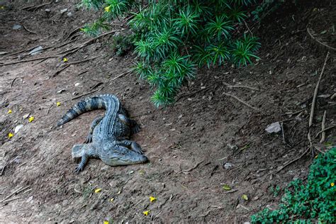 Crocodile farm in Thailand 9337746 Stock Photo at Vecteezy