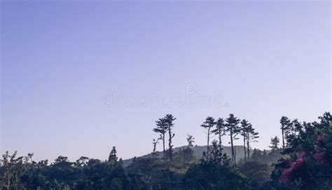 Sunrise Over Forest and Trees of Jeju Island Stock Photo - Image of deep, flora: 141768114