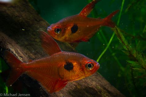 Red Phantom Tetra - Hyphessobrycon sweglesi - Michael Jensen's Aquarium