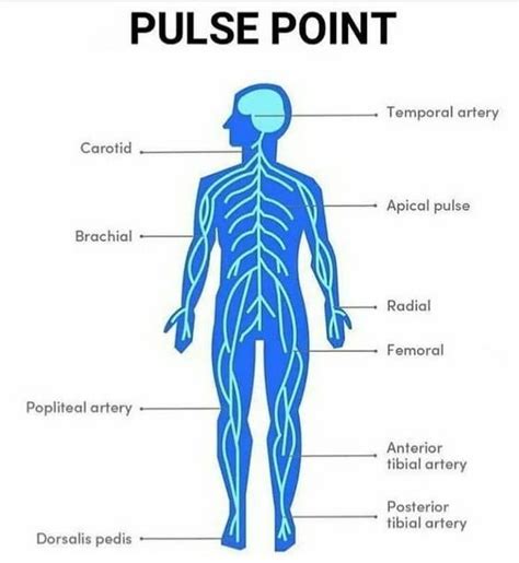 Sites For Taking Pulse 👇👇👇 The pulse... - The Nursing Point