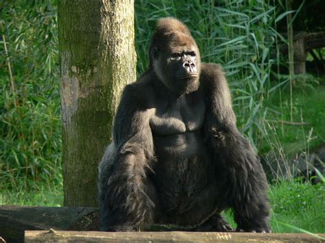 File:Gorilla zoo-leipzig.jpg