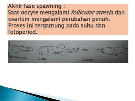 SISTEM REPRODUKSI IKAN perkembangbiakan Type reproduksi 1 Biseksual