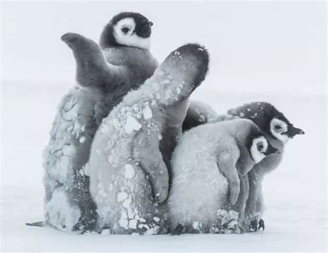 Super-cute penguin chicks huddle up to keep warm in -24°C temperatures - Mirror Online