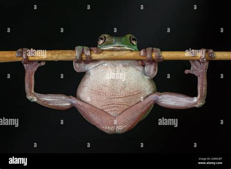 Dumpy fat tree frog hi-res stock photography and images - Alamy