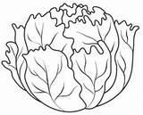 Lettuce Coloring Pages Vegetables Clip Color Names Without Printable  sketch template