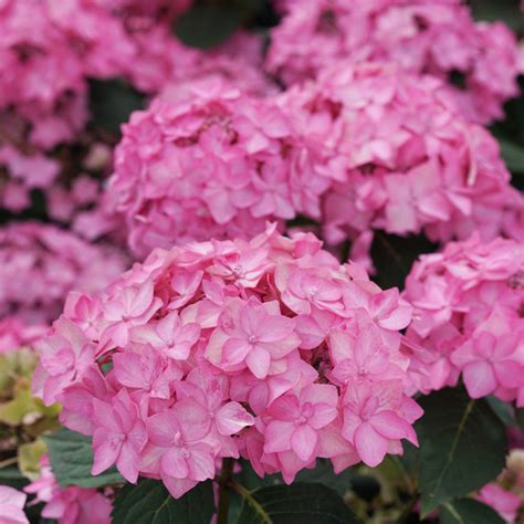 Hydrangeas For Shade | Plant Addicts