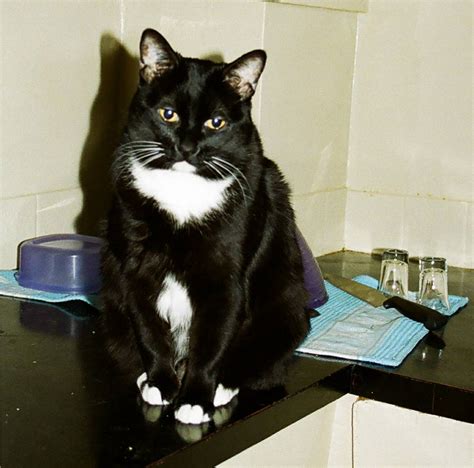 File:Tuxedo-Cat-Kitty-Ryan.JPG - Wikimedia Commons