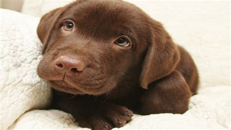 What Is A Chocolate Labrador Retriever