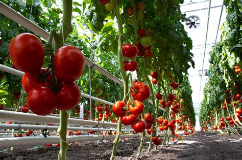 The price of greenhouse tomatoes collapsed in Poland • EastFruit