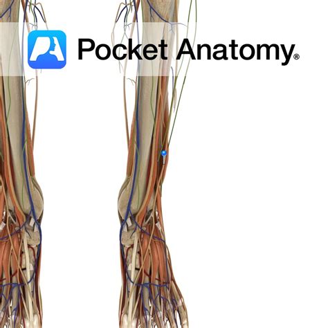 Superficial peroneal nerve - Pocket Anatomy