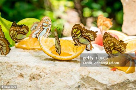 52 Morpho Menelaus Stock Photos, High-Res Pictures, and Images - Getty ...