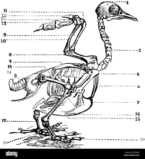 Bird Skeleton Drawing