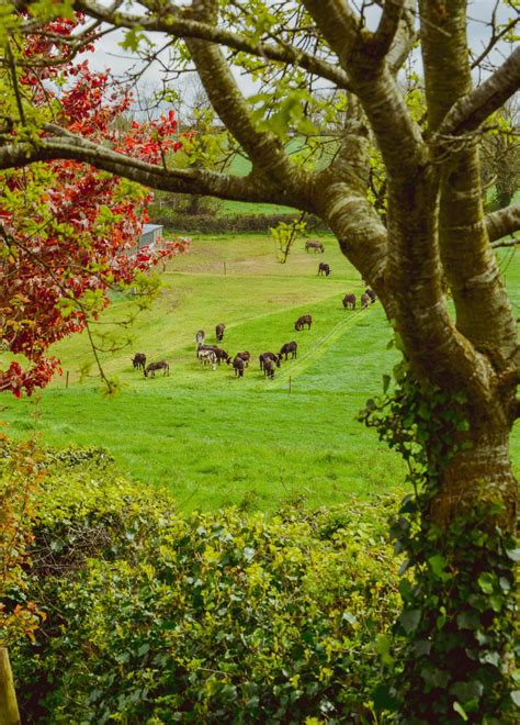 The Donkey Sanctuary Ireland ♥ | Dolly Dowsie