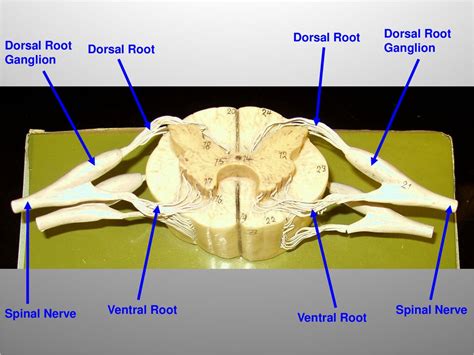 Spinal Cord Model Labeled