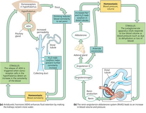 Rozaini Othman (Guru Cemerlang Biologi): Regulation of Kidney Function