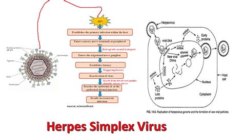 Herpes Simplex Virus: Introduction, Properties, Pathogenecity, Lab Diagno