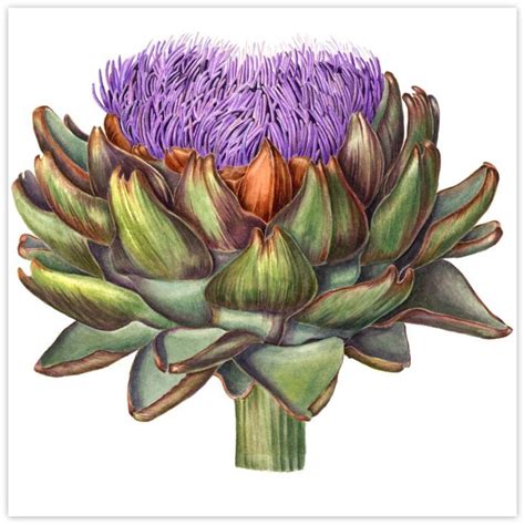 artichoke | Botanical drawings, Artichoke flower, Drawings