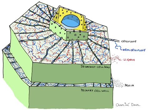 File:Plant cell showing primary and secondary wall by CarolineDahl.jpg - Wikimedia Commons