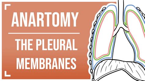 The Pleural Membranes - YouTube