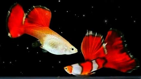 Top 10 Rare Guppy Fish You Haven't Seen 😳😲 | Beautiful Guppy Fish in ...