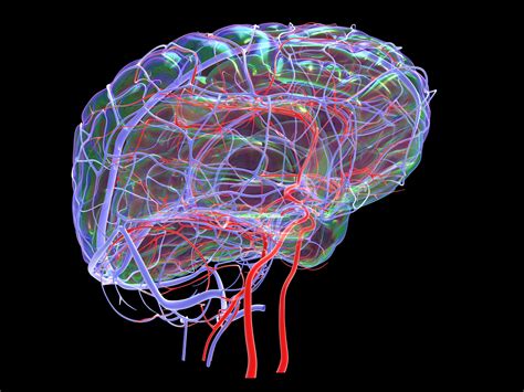 Anterior Cerebral Artery: Anatomy, Function, and Significance