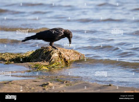 Crow drinking water hi-res stock photography and images - Alamy