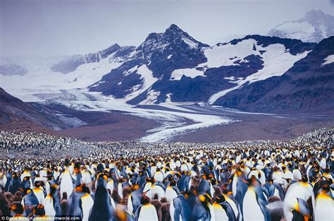 Thousands of penguins gather in gigantic colony in mesmerising images ...