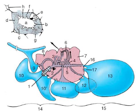 Mechanism of Avian Respiratory System Diagram | Quizlet