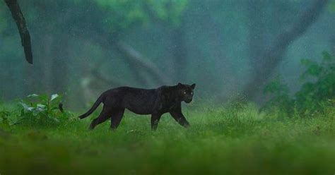 Black panther spotted in Karnataka’s Nagarhole National Park