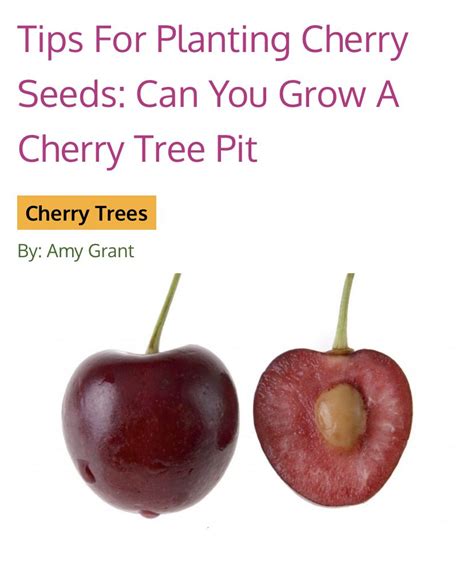 Site verification in 2021 | Growing cherry trees, Planting cherry seeds ...