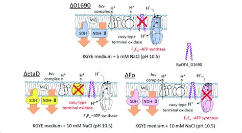 | Thematic diagram of the phenotype summaries of the respiratory chain... | Download Scientific ...