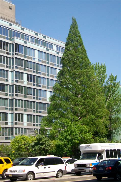 Tree Walk: Arboreal pyramids