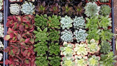 Succulent Plants. Assortment of 20 Gorgeous Succulents. Wonderful ...