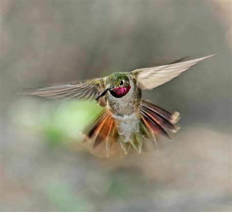 Poetry In Motion - Hummingbird Hovering by Eastman Photography Views Of ...