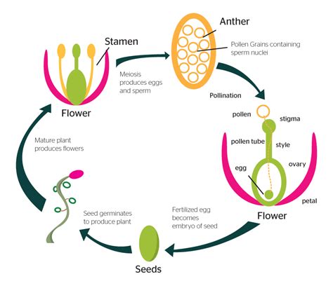 Plant Reproduction | Biology Quiz - Quizizz