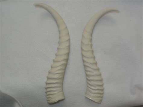 Antelope Horns – DreamVision Creations