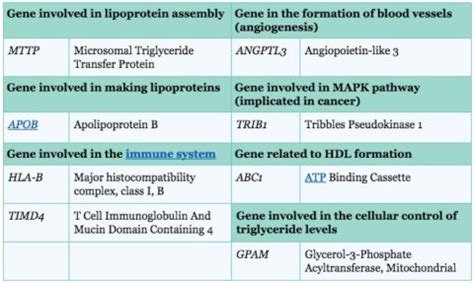 Why Are Your Triglycerides Low? Link to LDL & HDL Levels - SelfDecode Labs