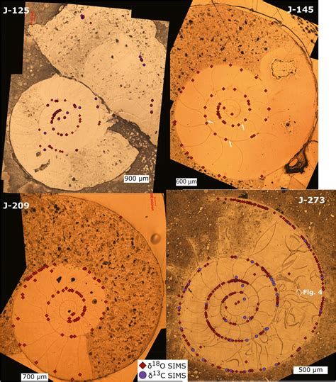 Ion microprobe–measured stable isotope evidence for ammonite habitat and life mode during early ...