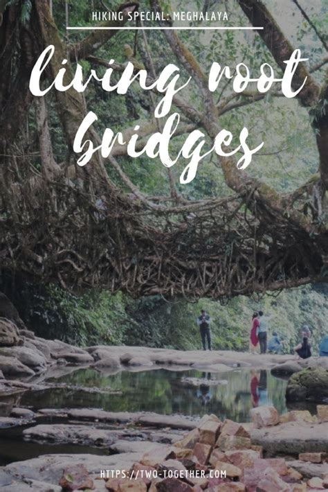 Double-Decker Living Root Bridge Trek in Cherrapunjee, Meghalaya - Two ...