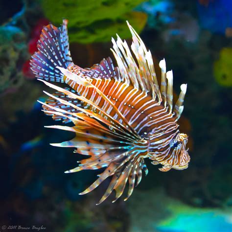 Lionfish Poison - Lionfish Toxin Poisonous? - SeaFish