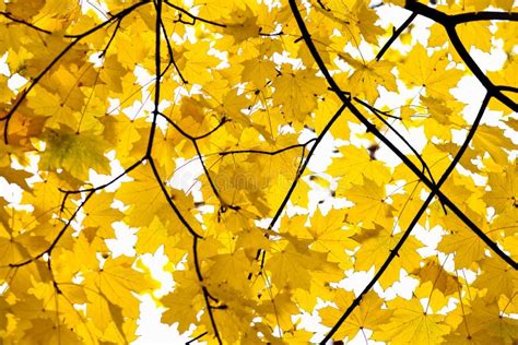 Golden Fall Foliage Autumn Yellow Maple Tree Stock Photo - Image of ...