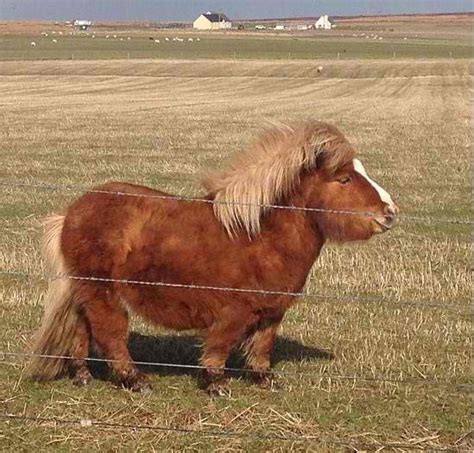 FUZZY CRITTERS: Chunky little Shetland pony with a big ole belly. Mini ponies. Miniature animals ...