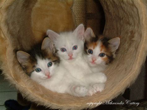 Turkish Angora Breeders