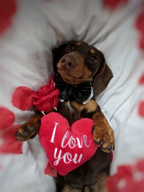 Valentine's Day | Dog valentines, Valentines day dog, Dachshund love