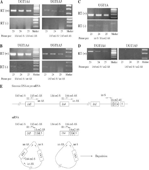 UGT1A6 gene | Semantic Scholar