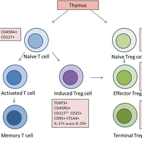 Regulatory T cell development. The phenotype of different stages of ...