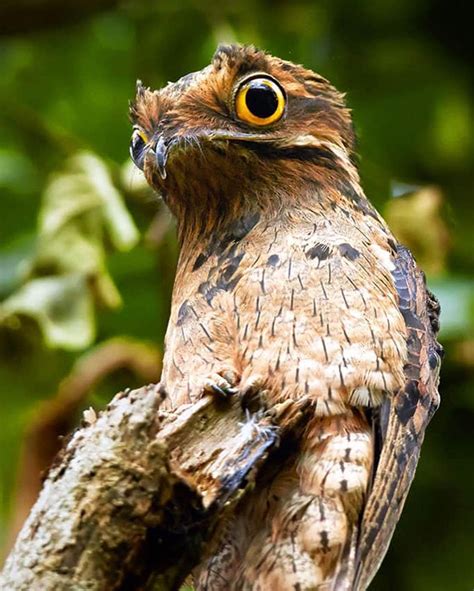 Potoo: The Funniest Looking Bird Ever