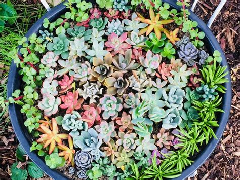 Succulent cuttings taking root! | Succulent cuttings, Succulents ...