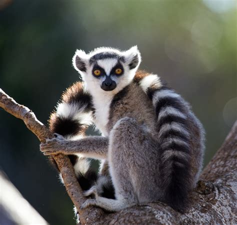 WORLD LEMUR DAY – FIVE SPECTACULAR SPECIES - Eco Kids Planet