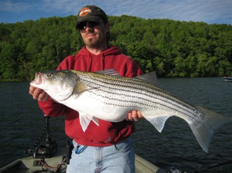 Striped Bass | Fishing Photo